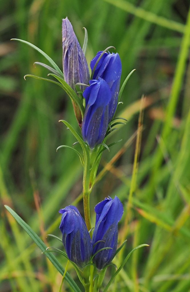 k-Gentiana pneumonanthe.JPG