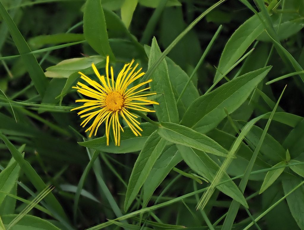 k-Inula welcher.JPG