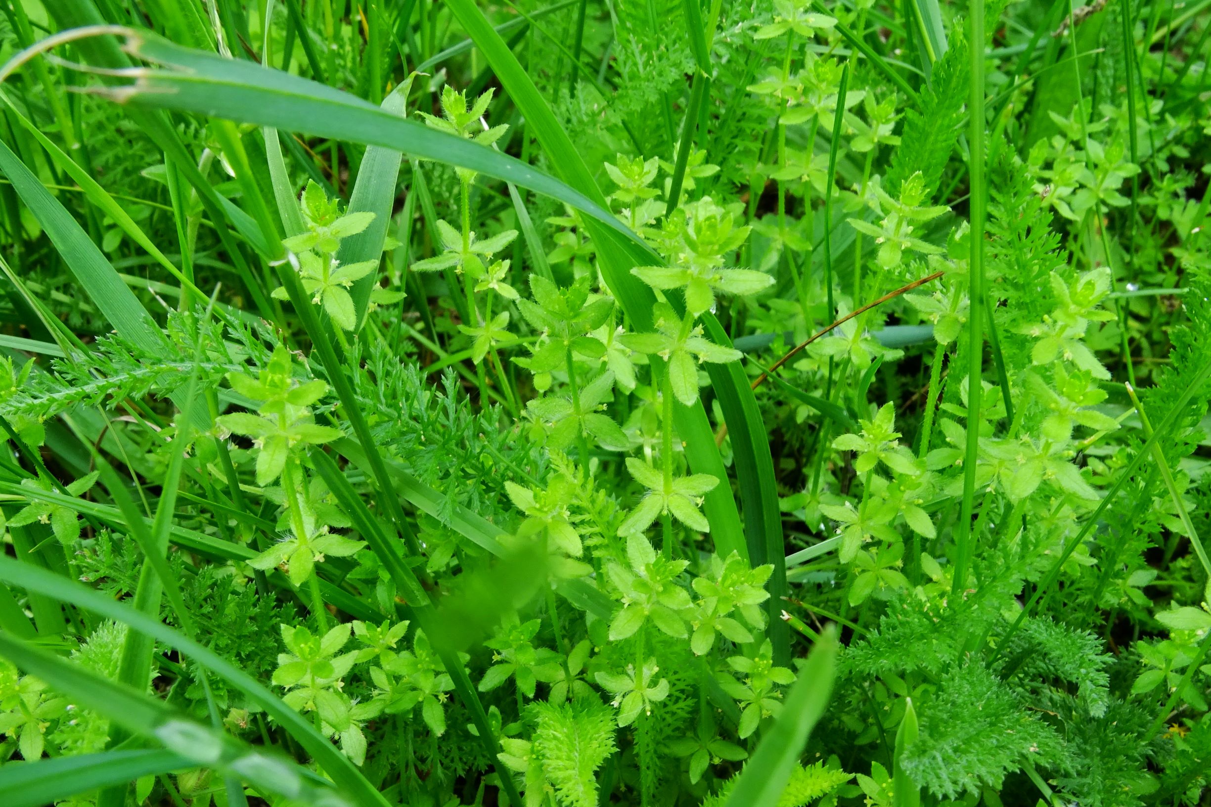 DSC00978 prell-mitte cruciata pedemontana.JPG