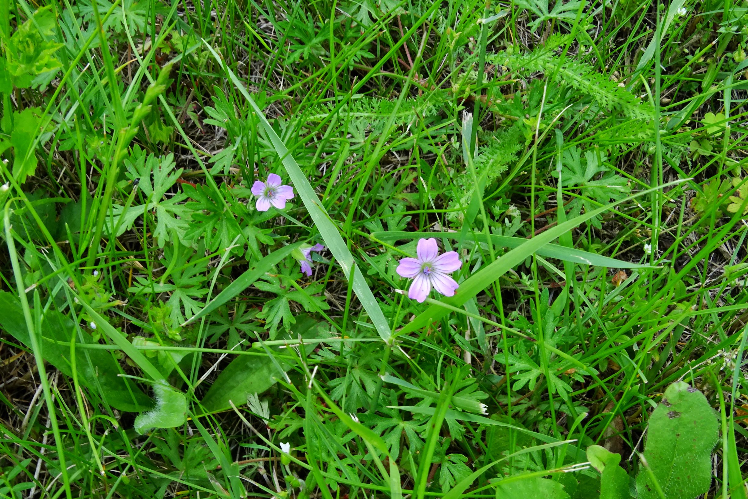 DSC01042 prell-mitte geranium columbinum.JPG