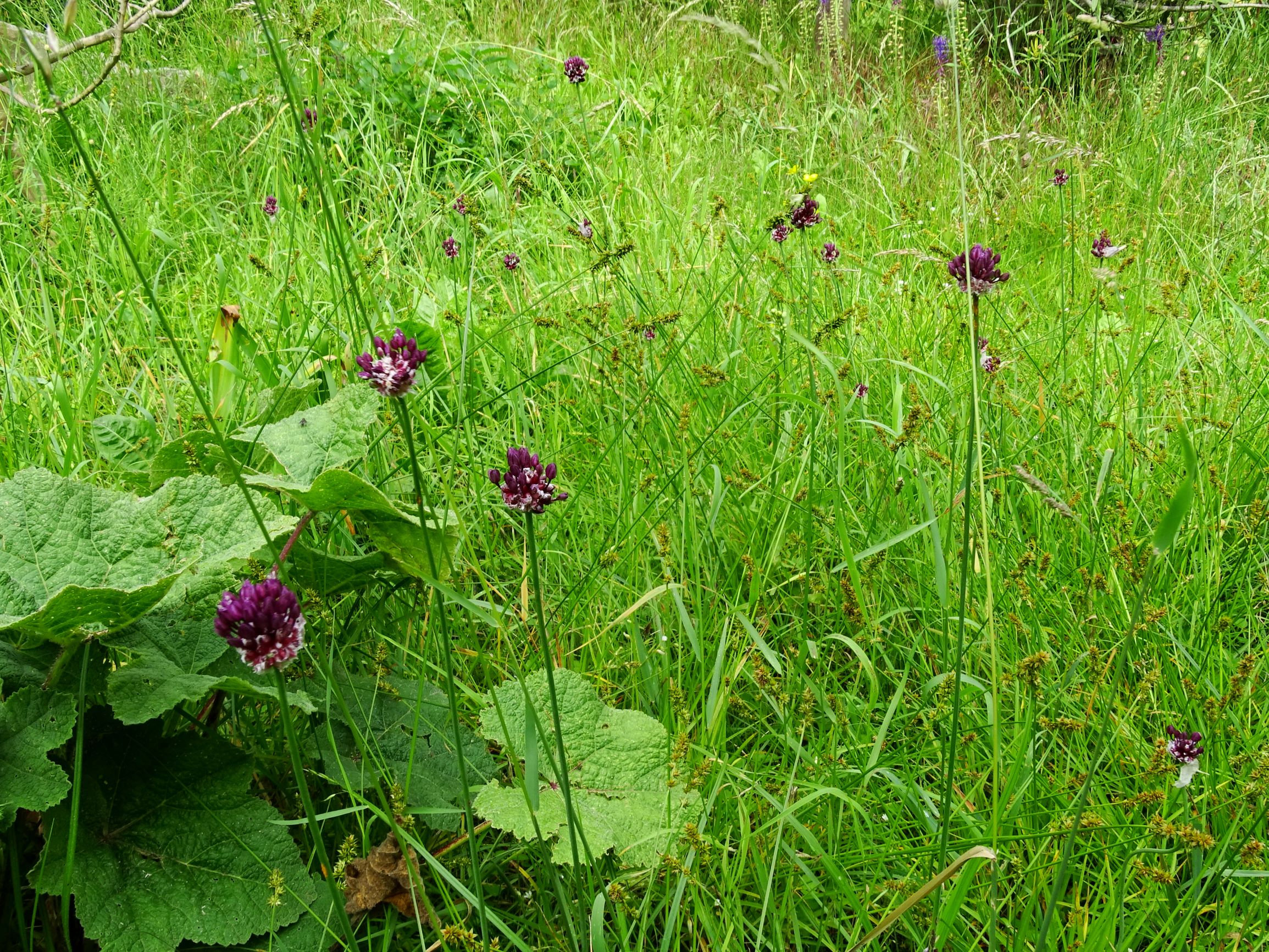 DSC02367 prell-mitte allium scorodoprasum, carex polyphylla, alcea rosea, muscari comosum.JPG