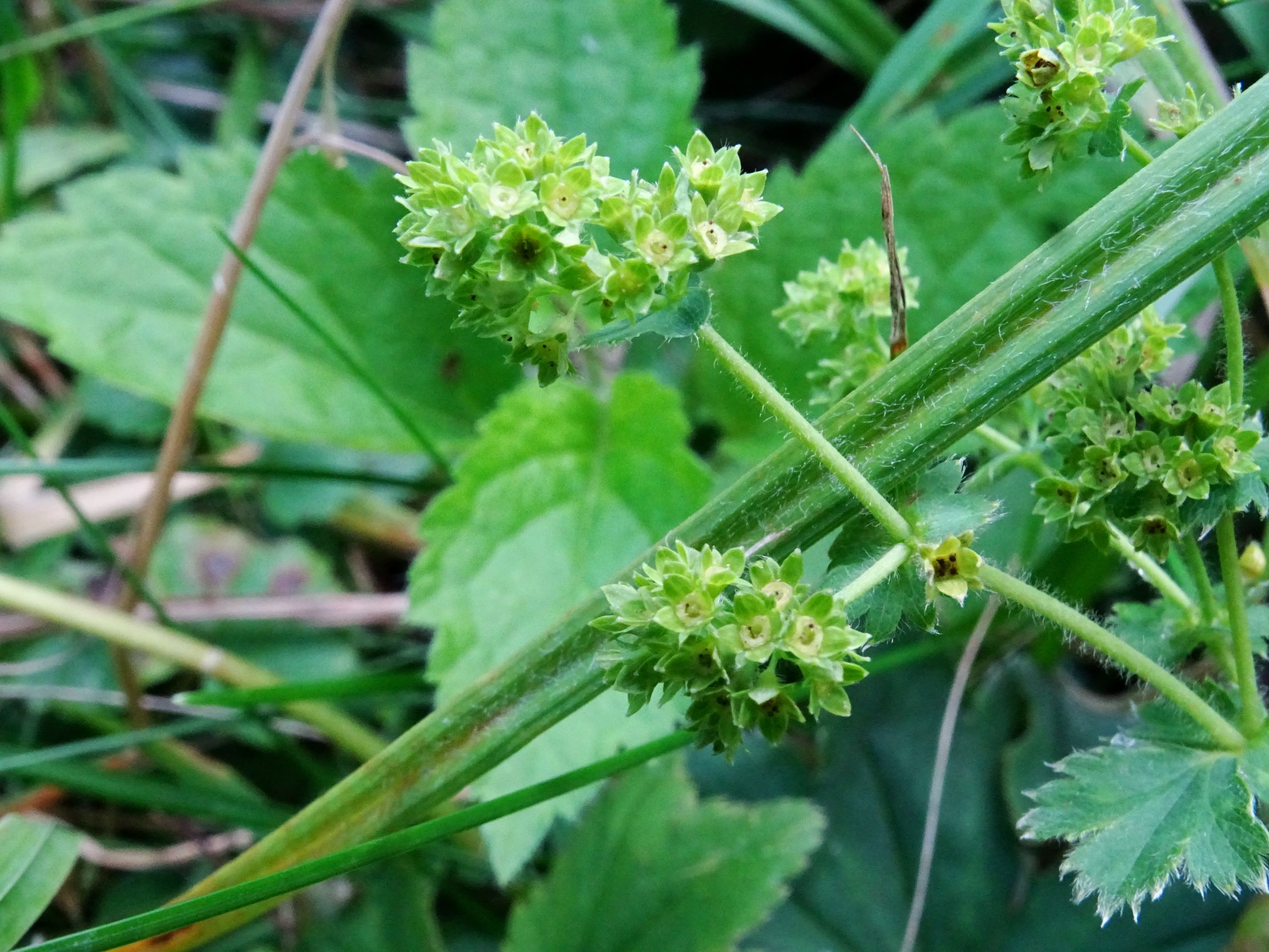 DSC06331 prell-mitte alchemilla vulgaris agg..JPG