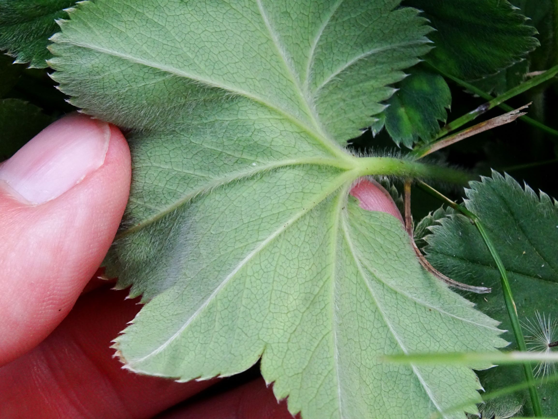 DSC06332 prell-mitte alchemilla vulgaris agg..JPG