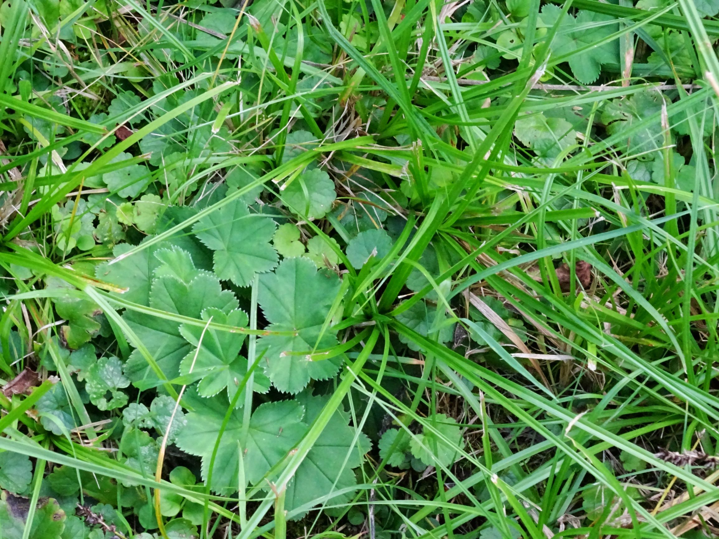 DSC06334 prell-mitte alchemilla vulgaris agg..JPG