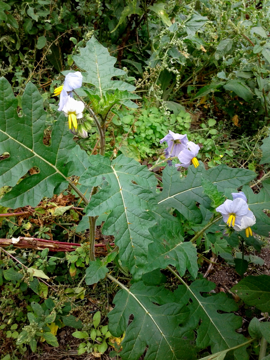 Solanum sisybriifolium_Stiefern_Hungerfeld_20170910 (3)-001.jpg