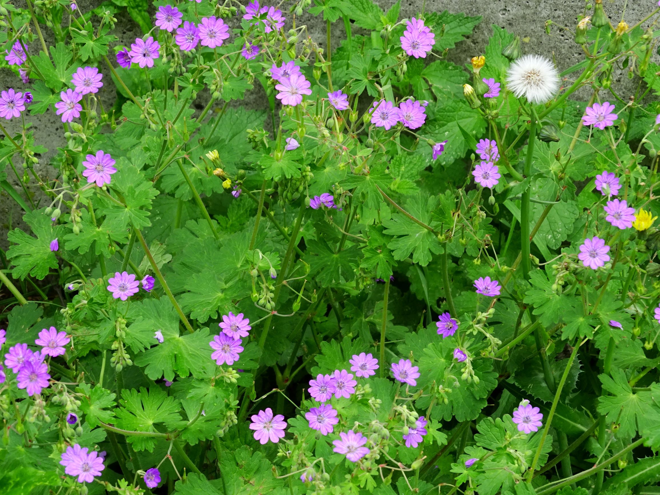 DSC02398 geranium pyrenaicum.JPG