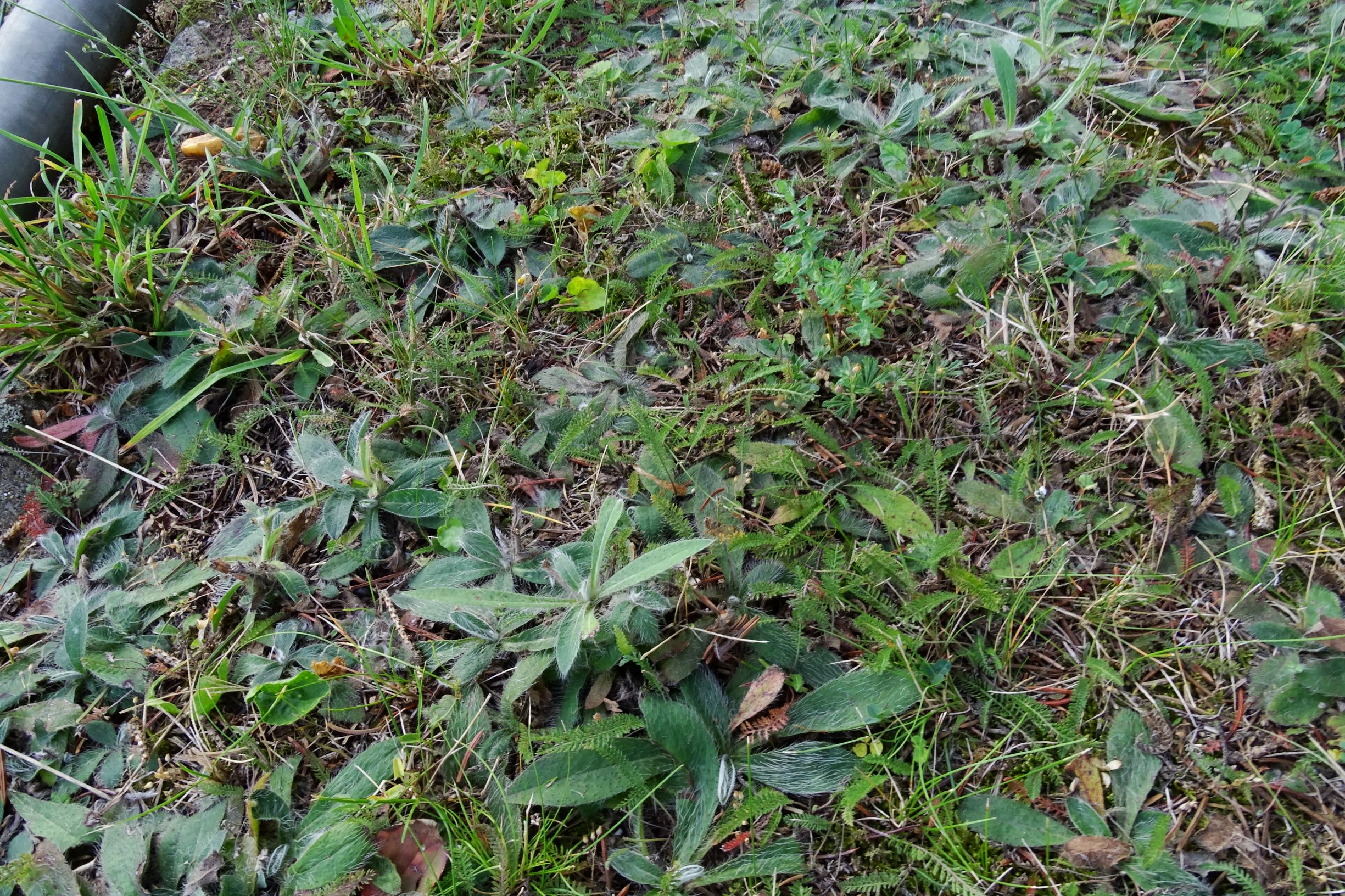 DSC04664 sippe 3.JPG