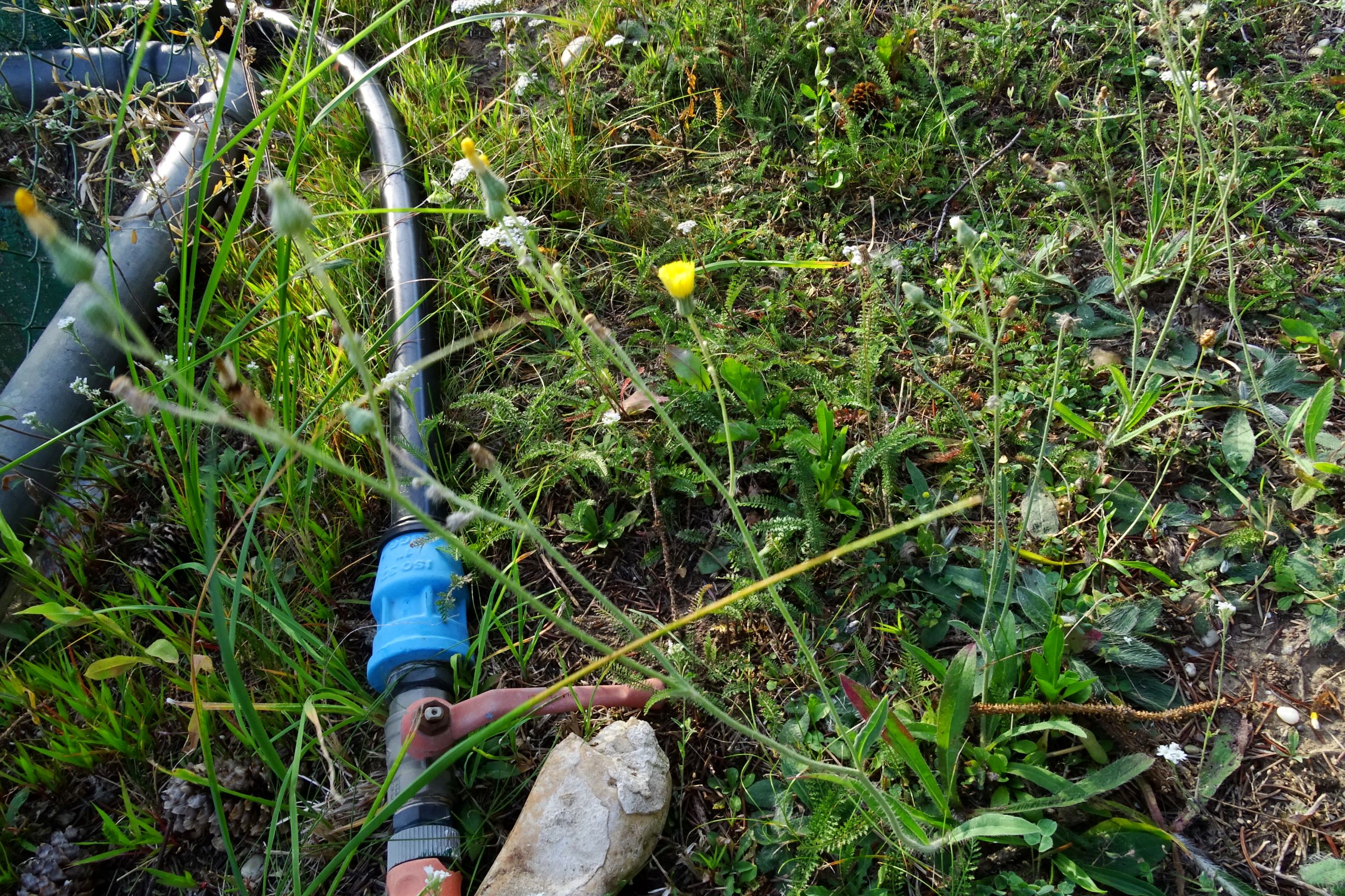DSC04685 sippe 3.JPG