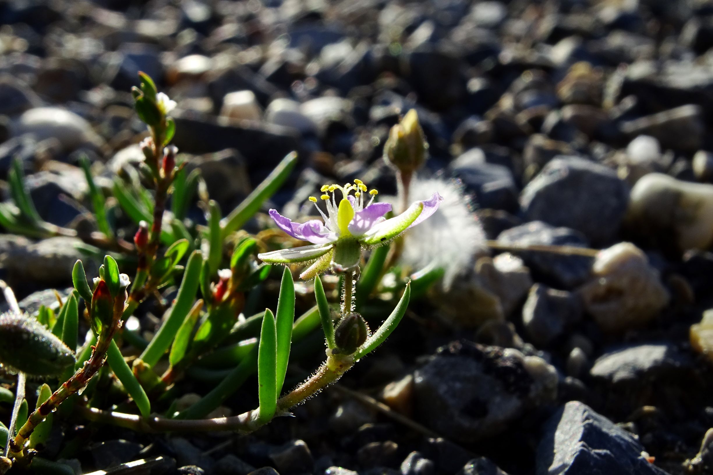 DSC06485 prell-S spergularia maritima.JPG