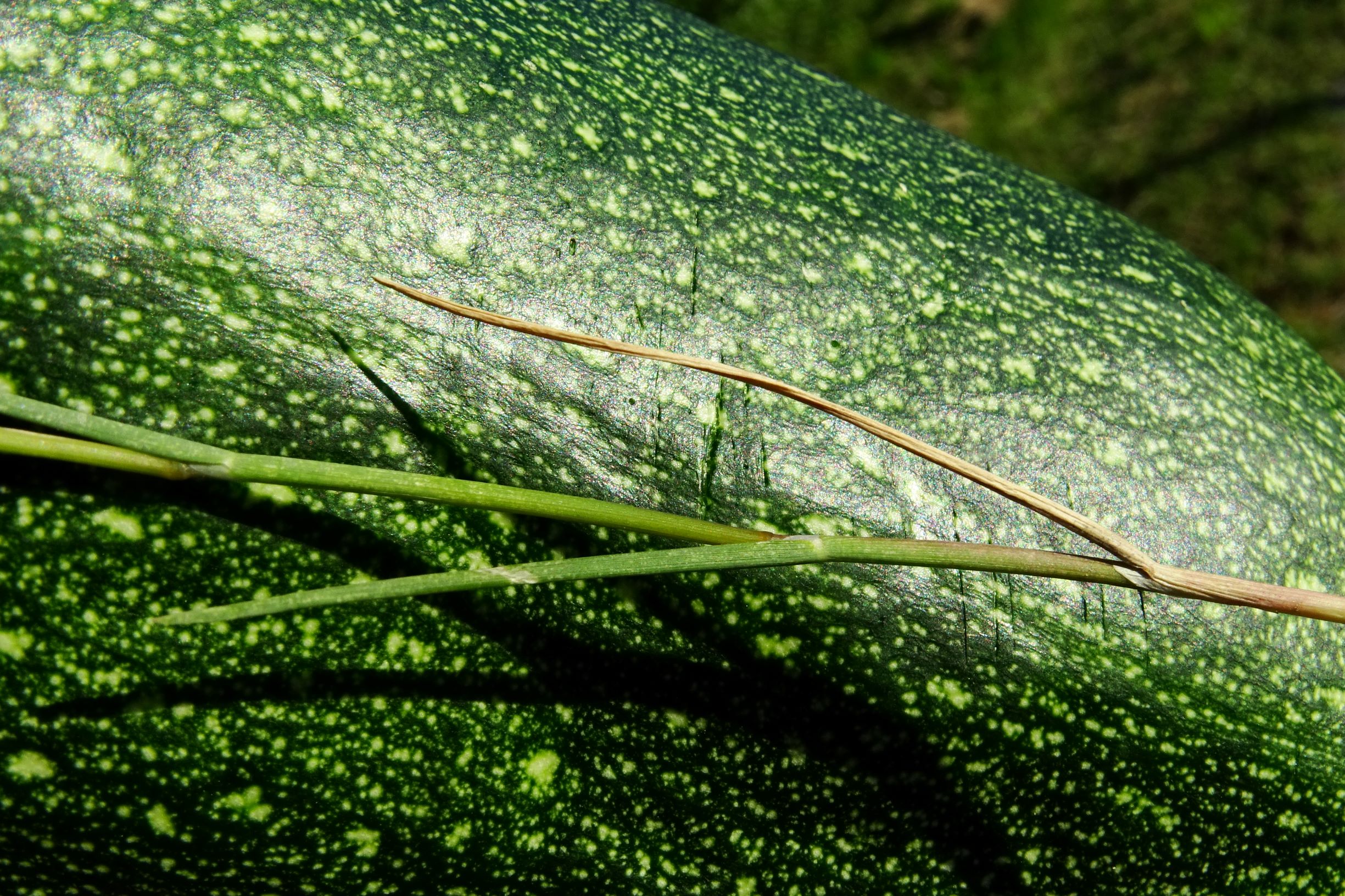 DSC06505 prell-S puccinellia distans.JPG