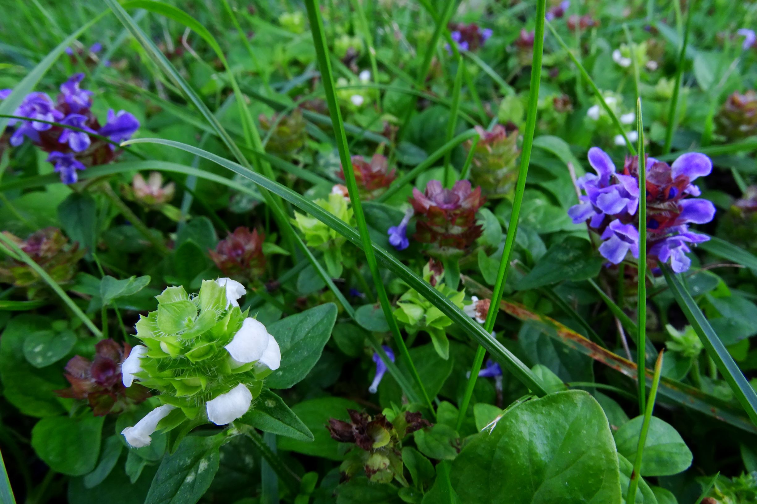 DSC06553 prellenkirchen-S prunella vulgaris.JPG