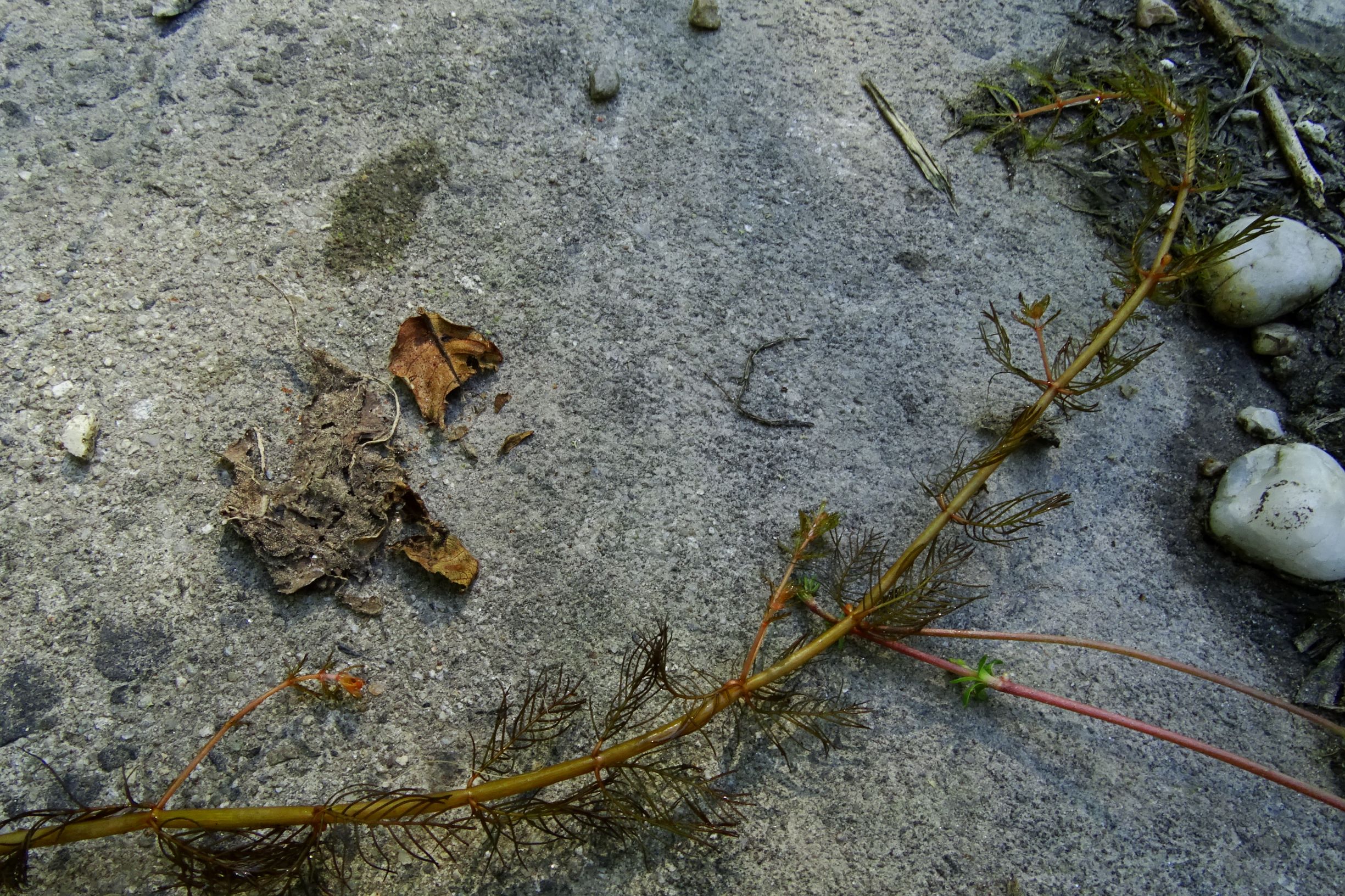 DSC06412 prell-mitte-S Myriophyllum spicatum.JPG