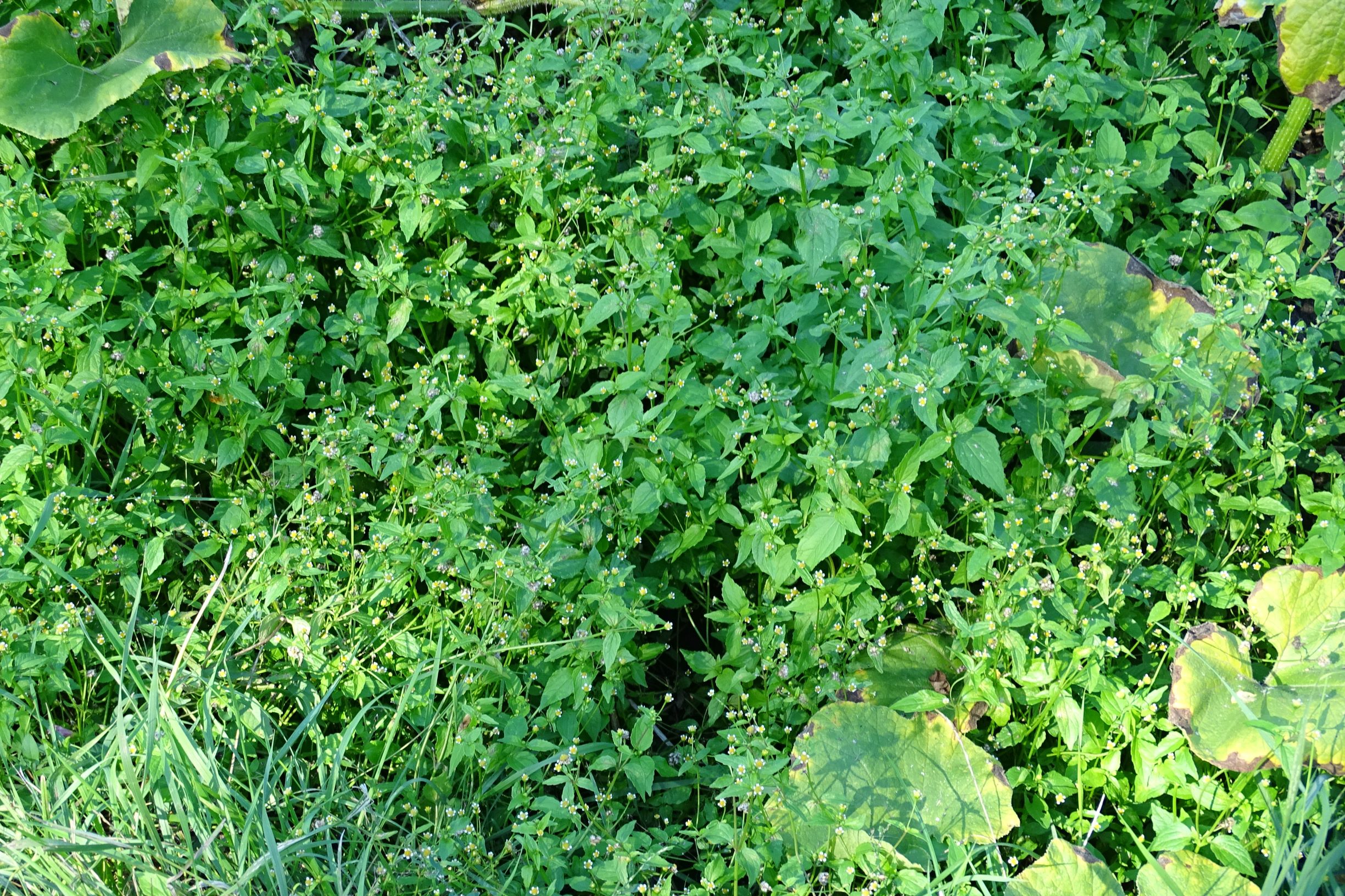 DSC06446 prell-mitte-S galinsoga parviflora.JPG