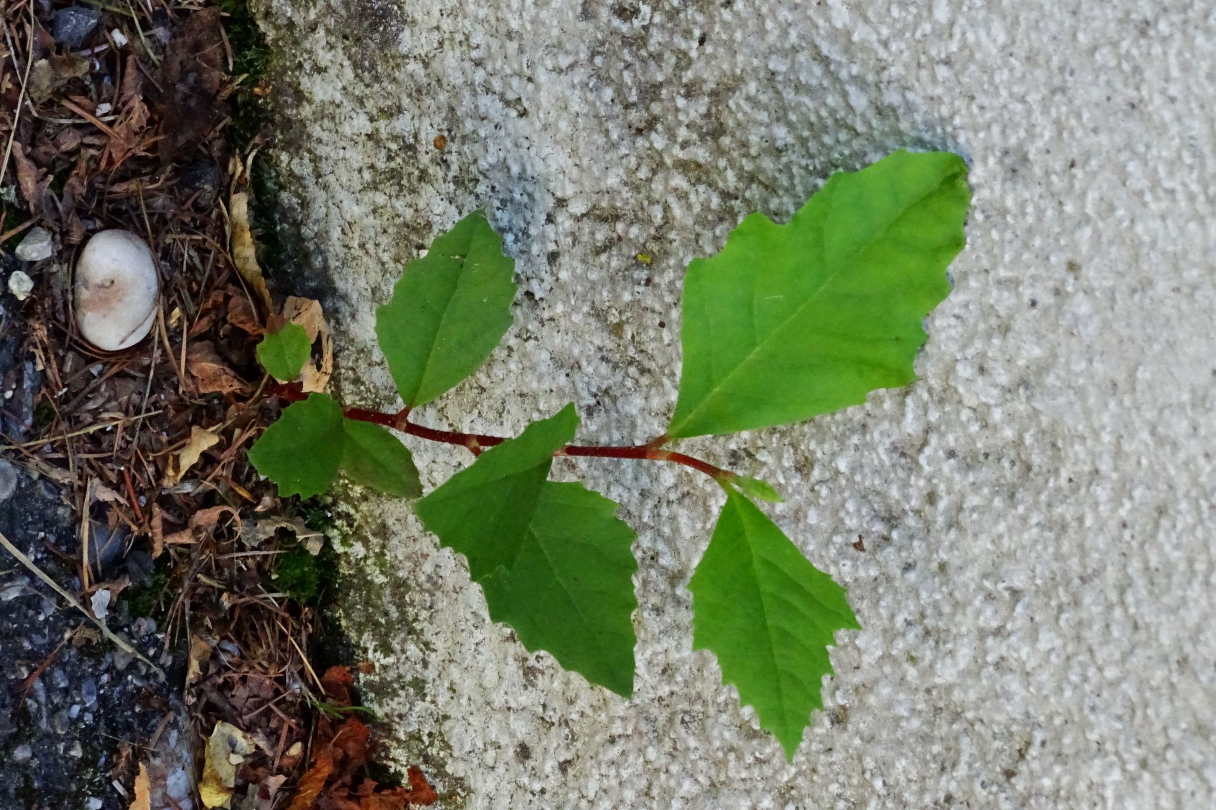 DSC06464 prell-S platanus ×hybrida.JPG