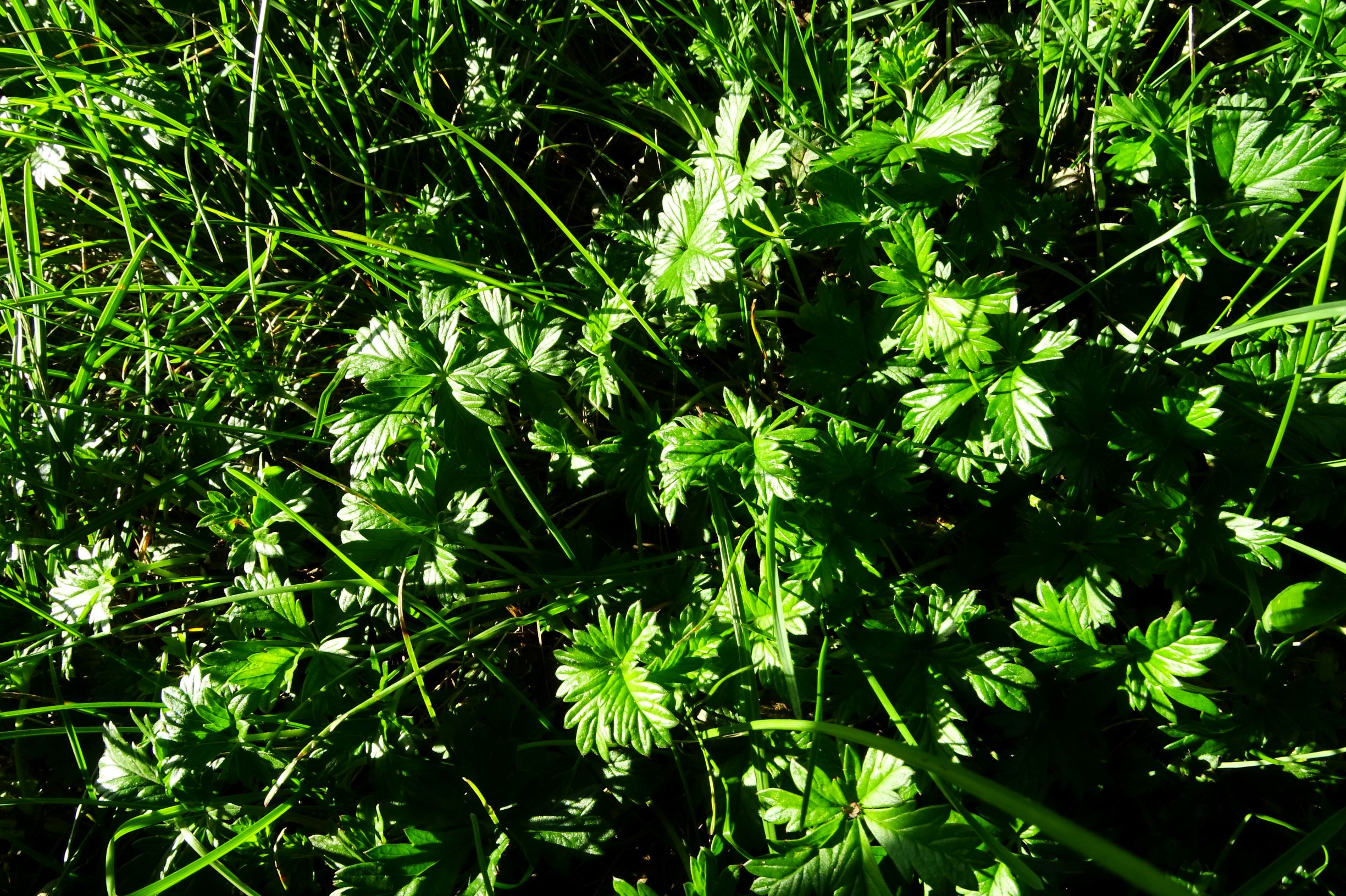 DSC06555 prell-S potentilla cf. verna sensu Blumen in Schwaben.JPG