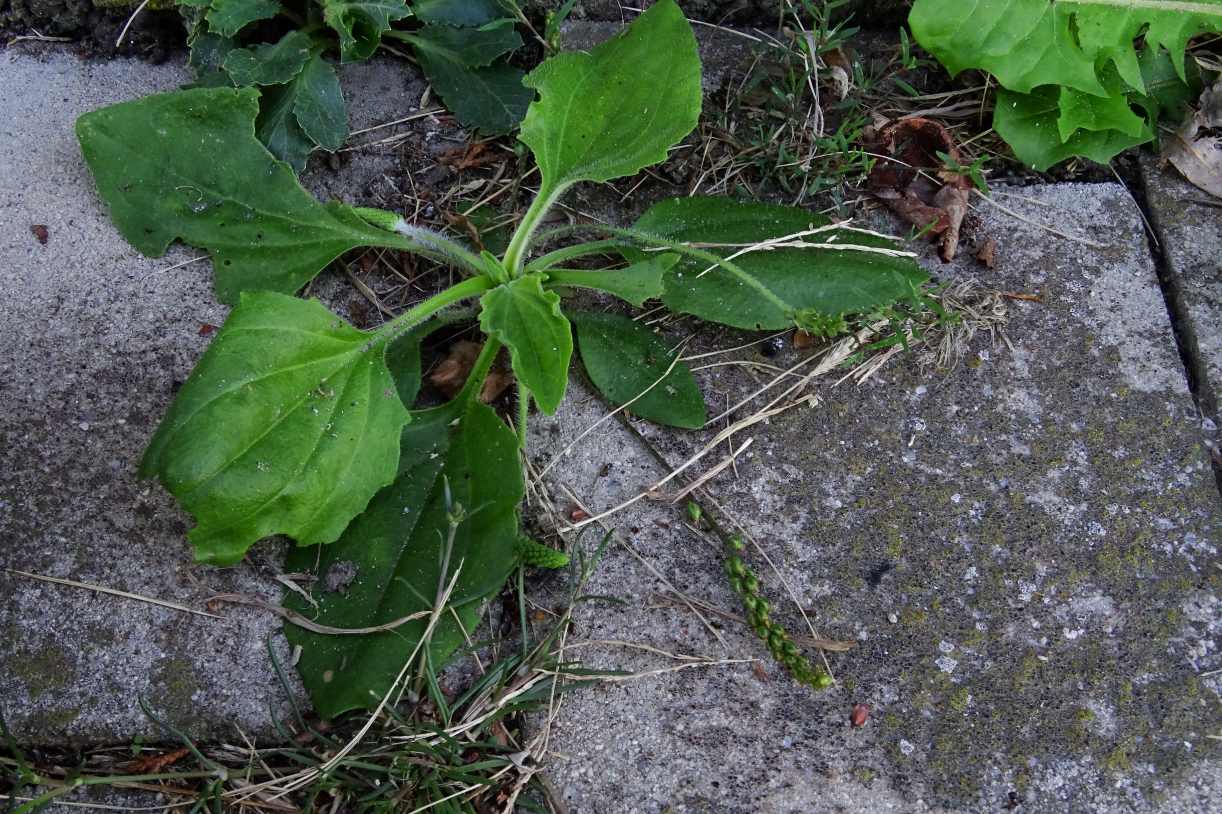 DSC06530 prell-S plantago major.JPG