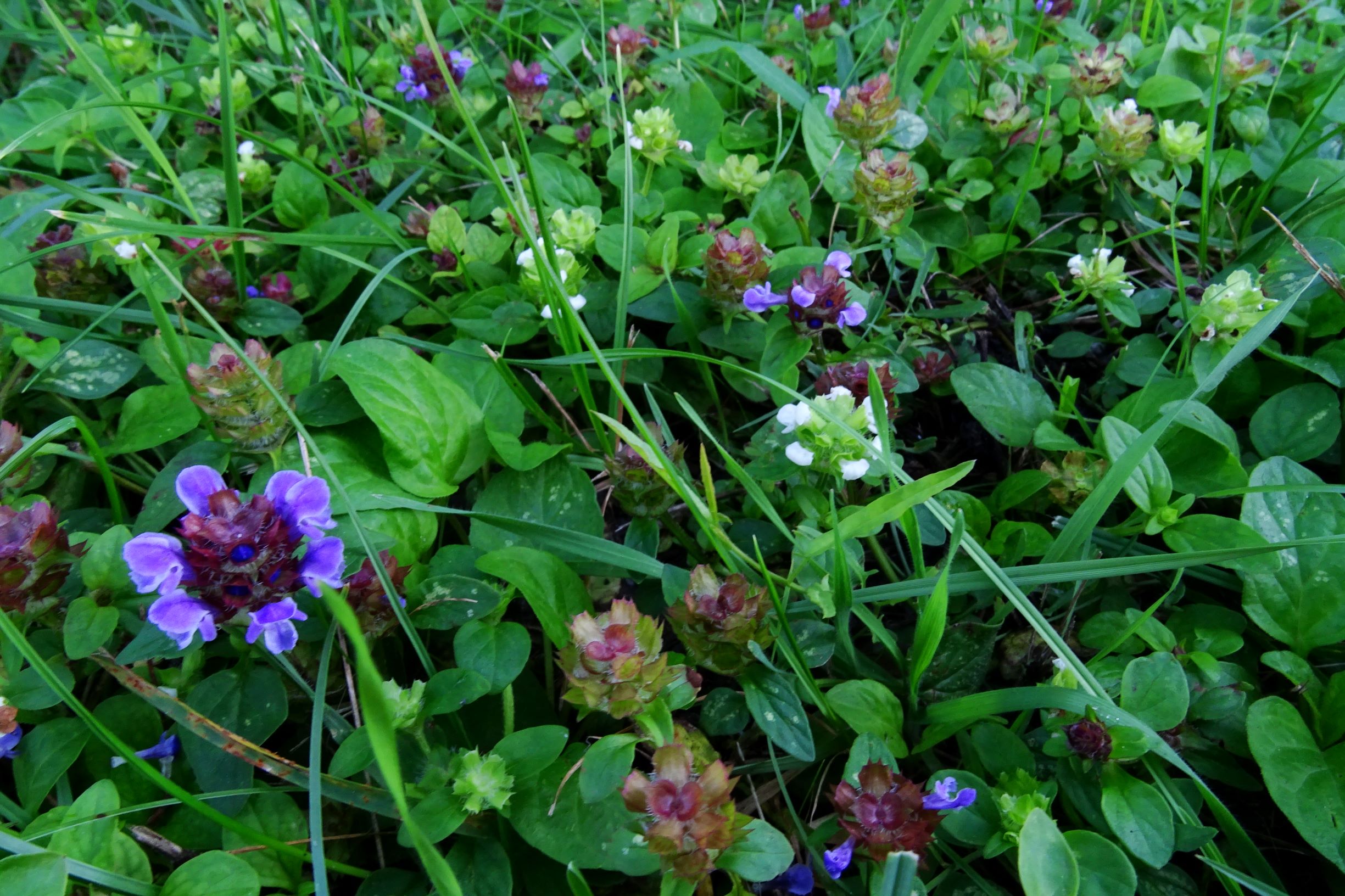 DSC06552 prell-S prunella vulgaris.JPG