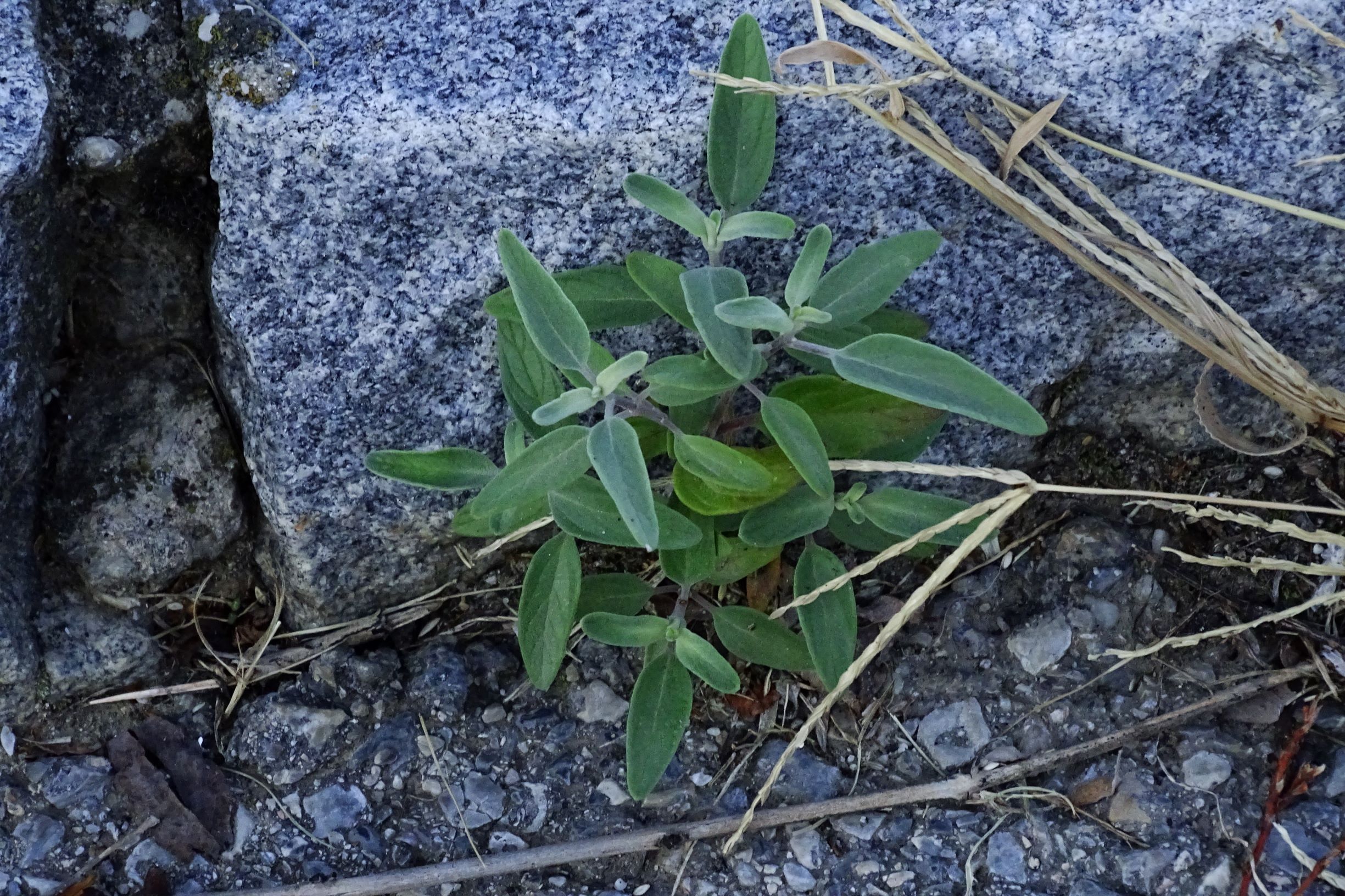 DSC06581 prell-S was ist das.JPG
