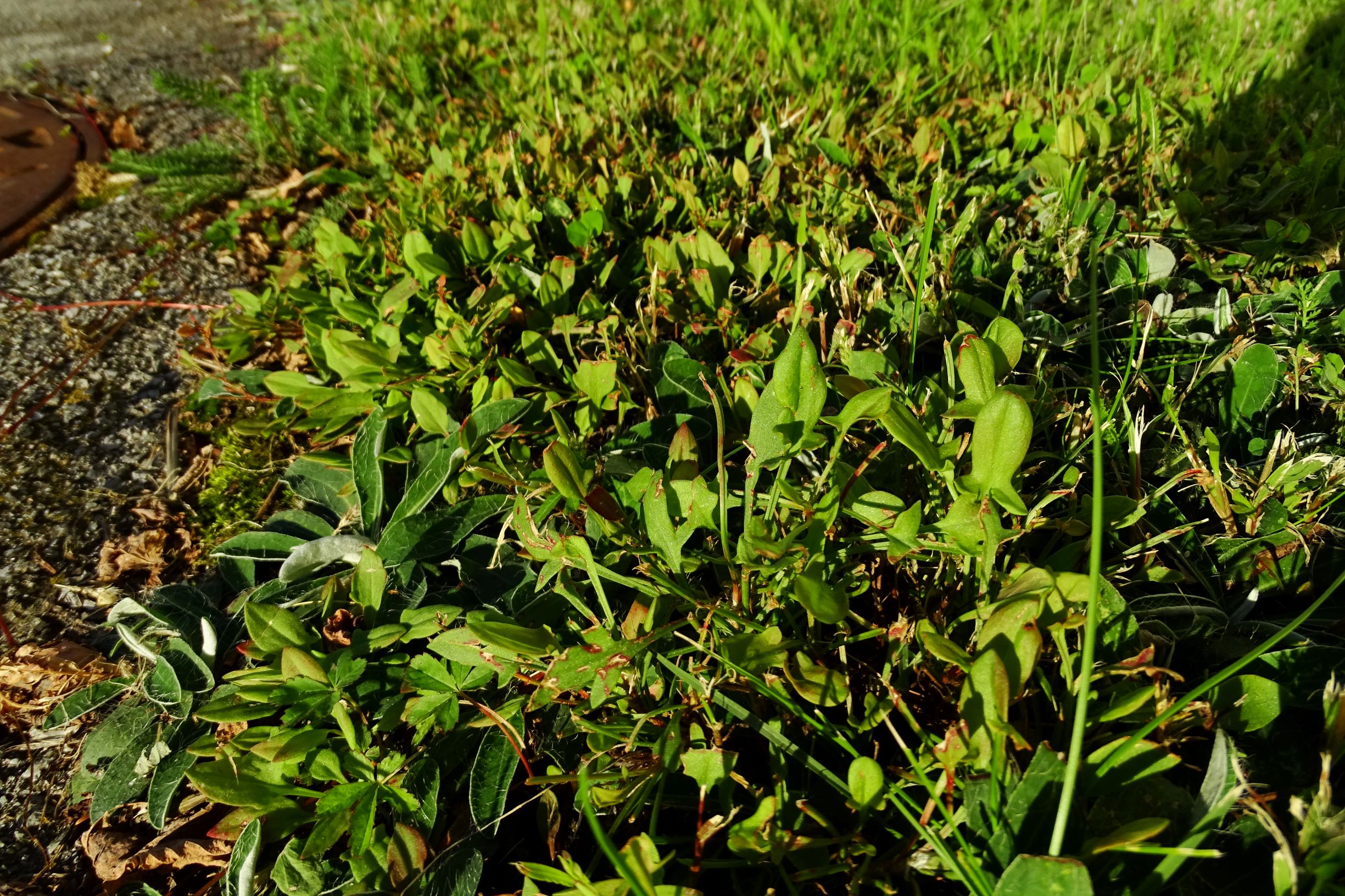 DSC06594 prell-S rumex acetosella s.str..JPG