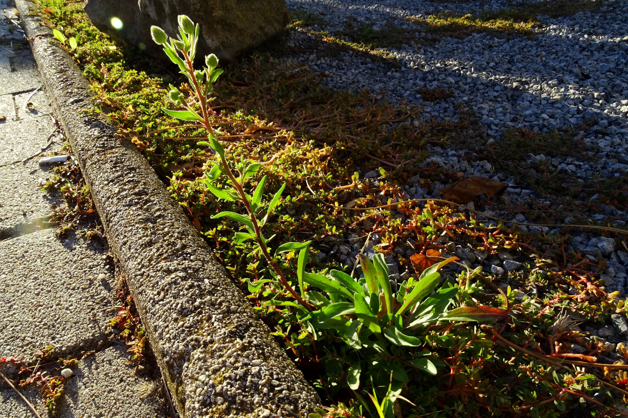 DSC06603 prell-mitte Erigeron acris ssp. serotinus.JPG