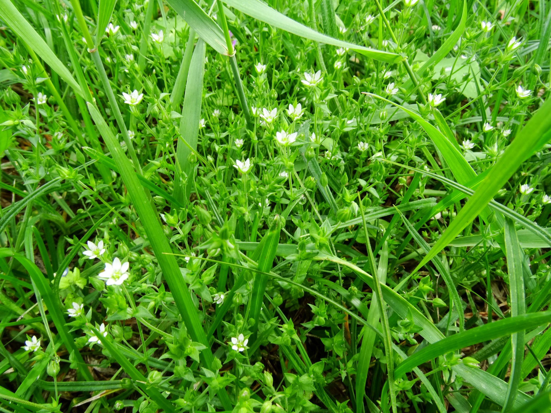 DSC02406 prell-mitte arenaria serpyllifolia s.str..JPG