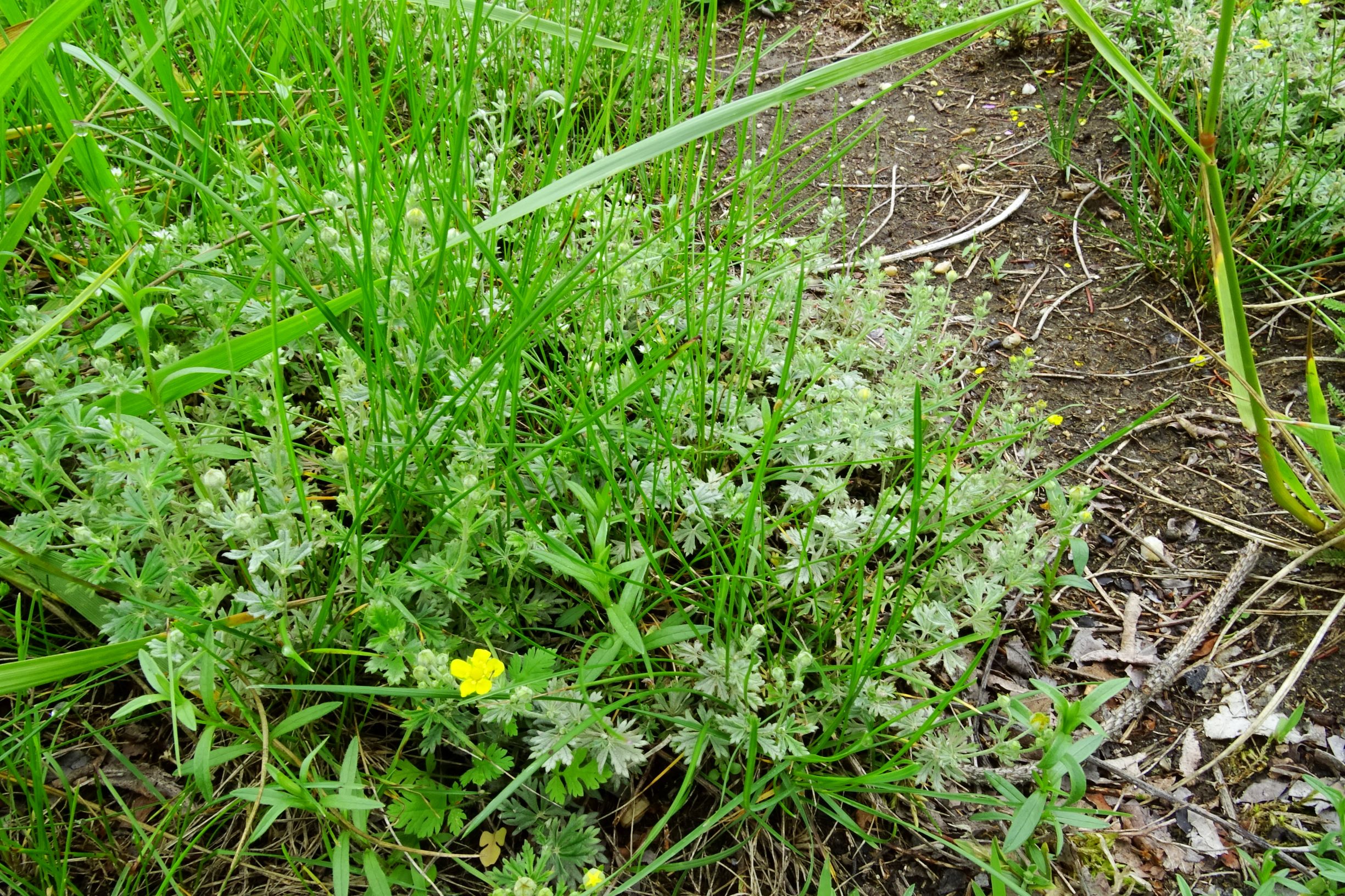 DSC02522 prell-mitte potentilla argentea agg. indet..JPG