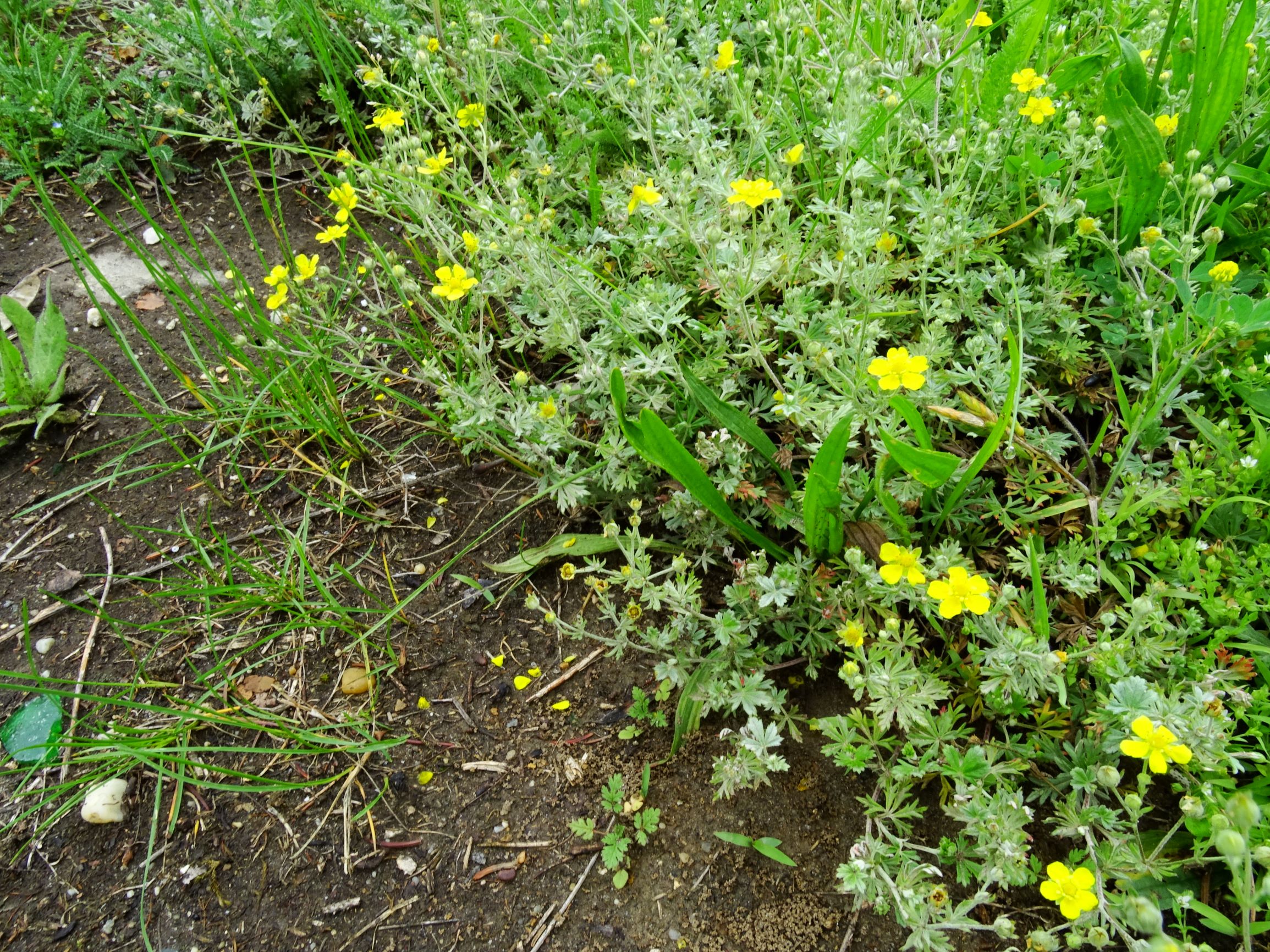 DSC02524 prell-mitte potentilla argentea agg. indet..JPG