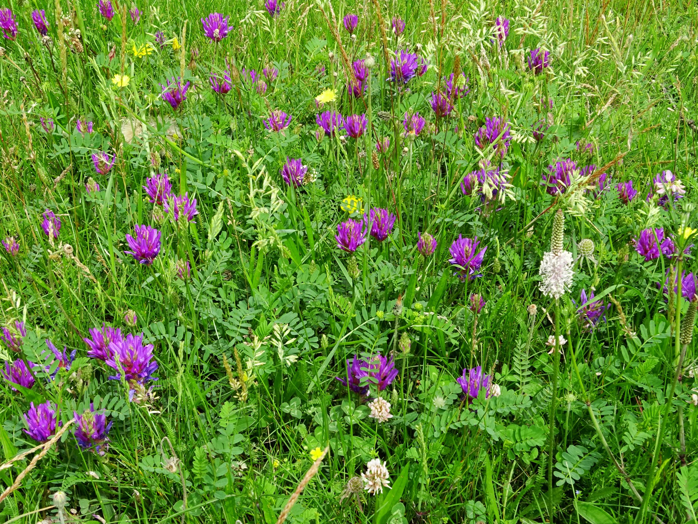 DSC02533 prell-mitte astragalus onobrychis, festuca cf. valesiaca agg. etc.JPG