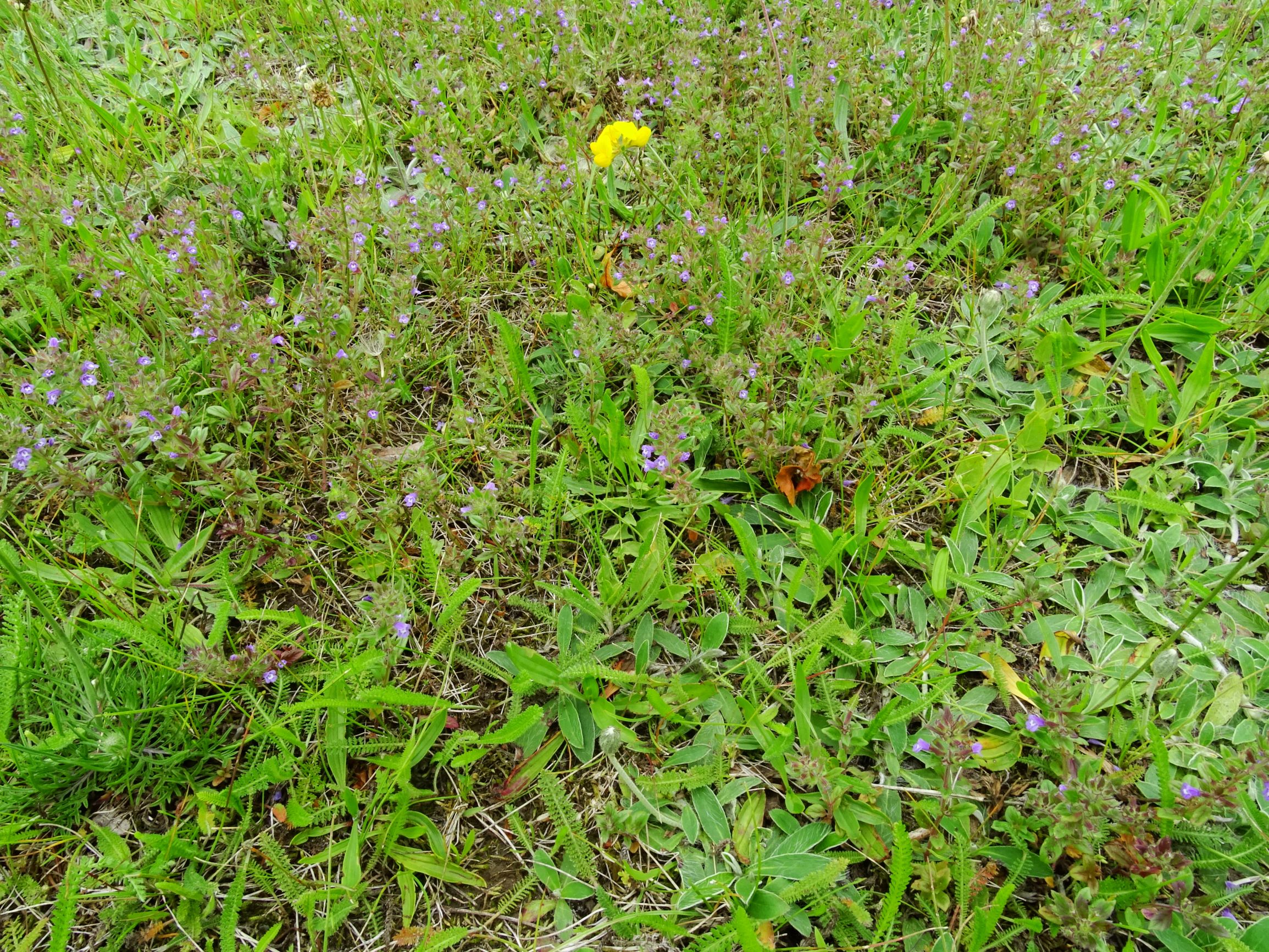 DSC02540 prell-mitte clinopodium acinos.JPG