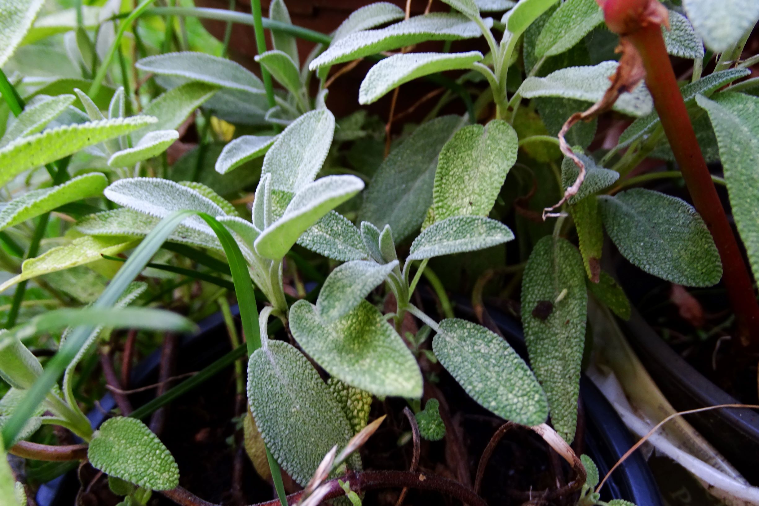 DSC06628 salvia officinalis.JPG