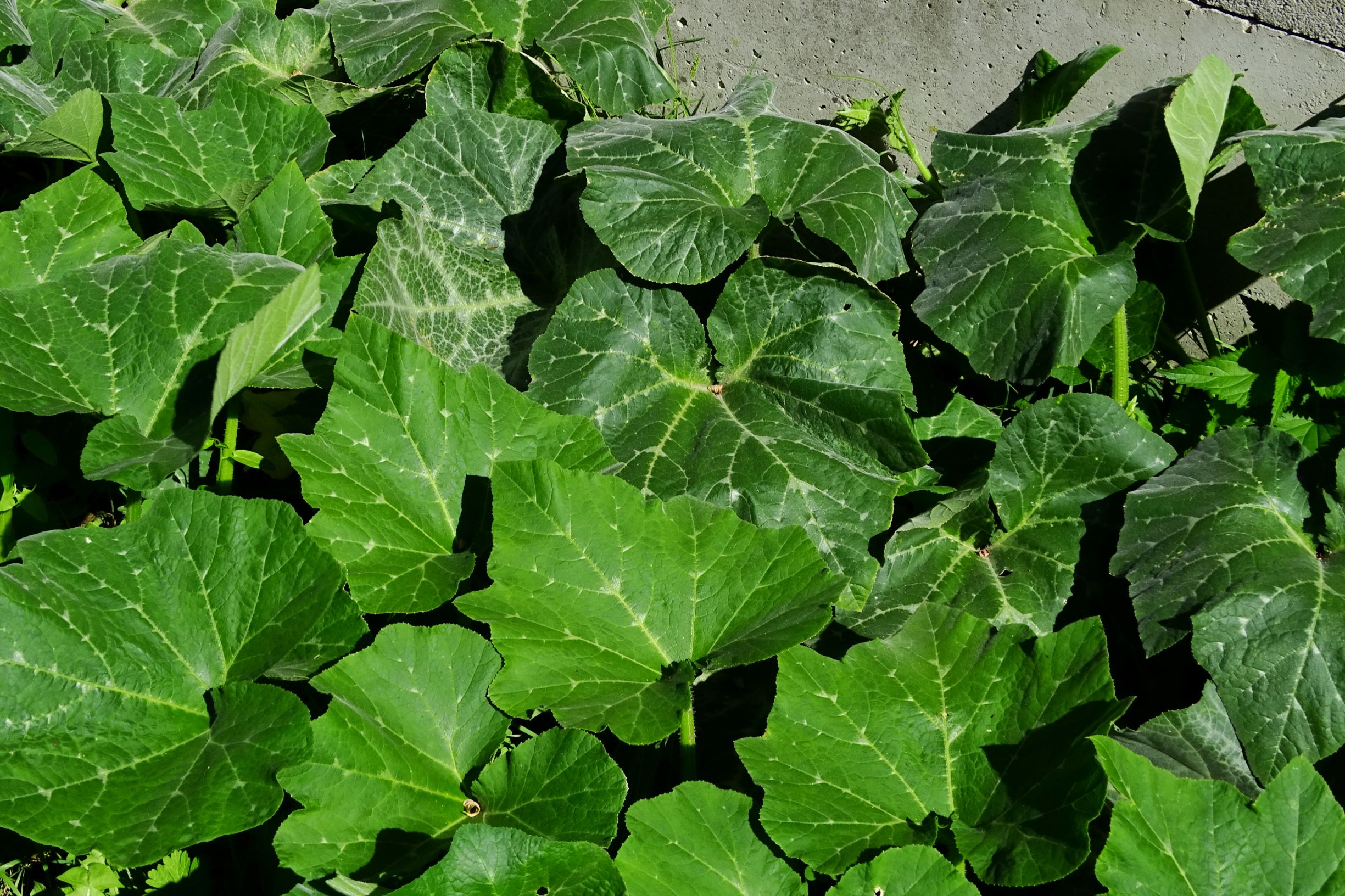 DSC06608 cucurbita moschata.JPG