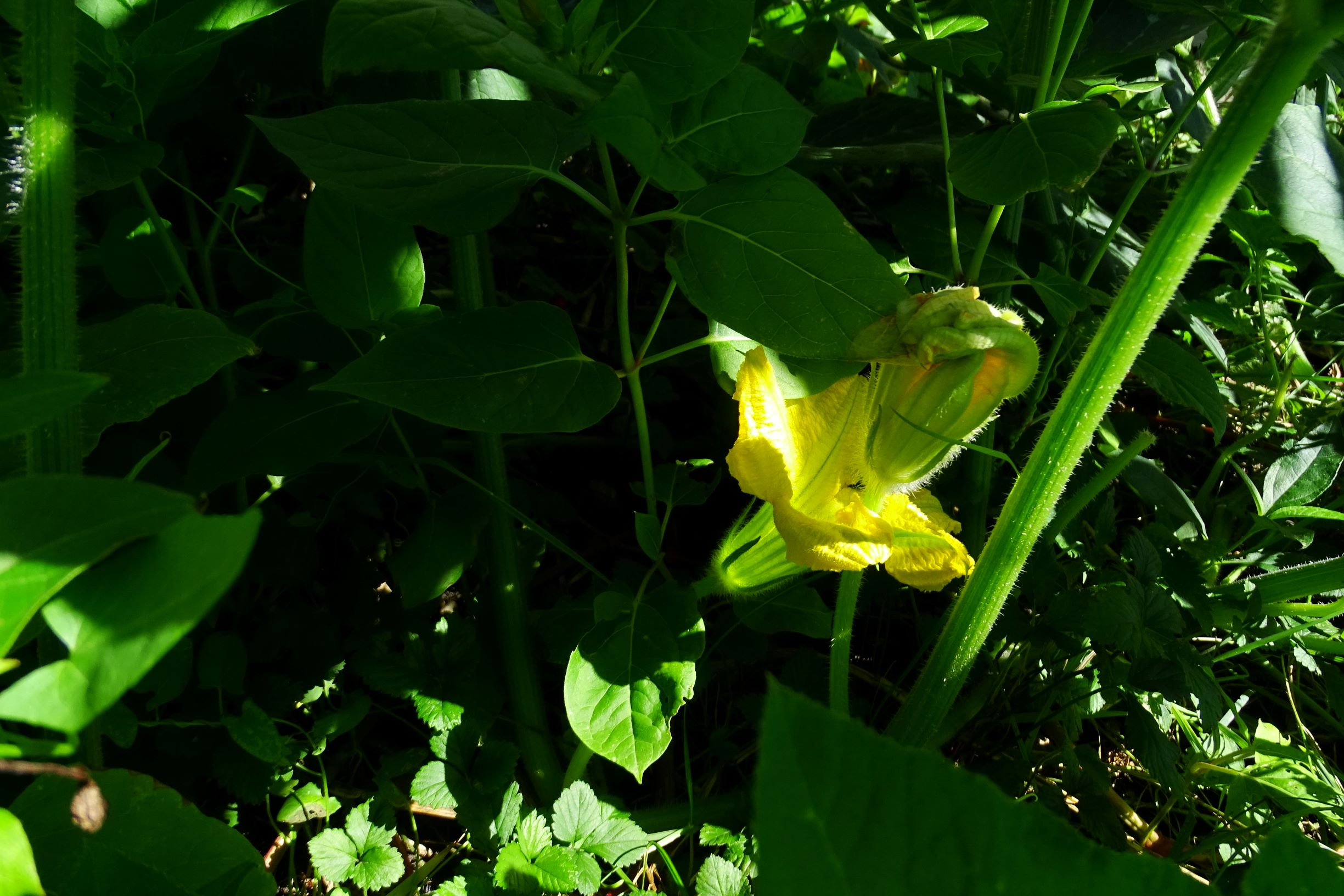 DSC06612 cucurbita moschata.JPG