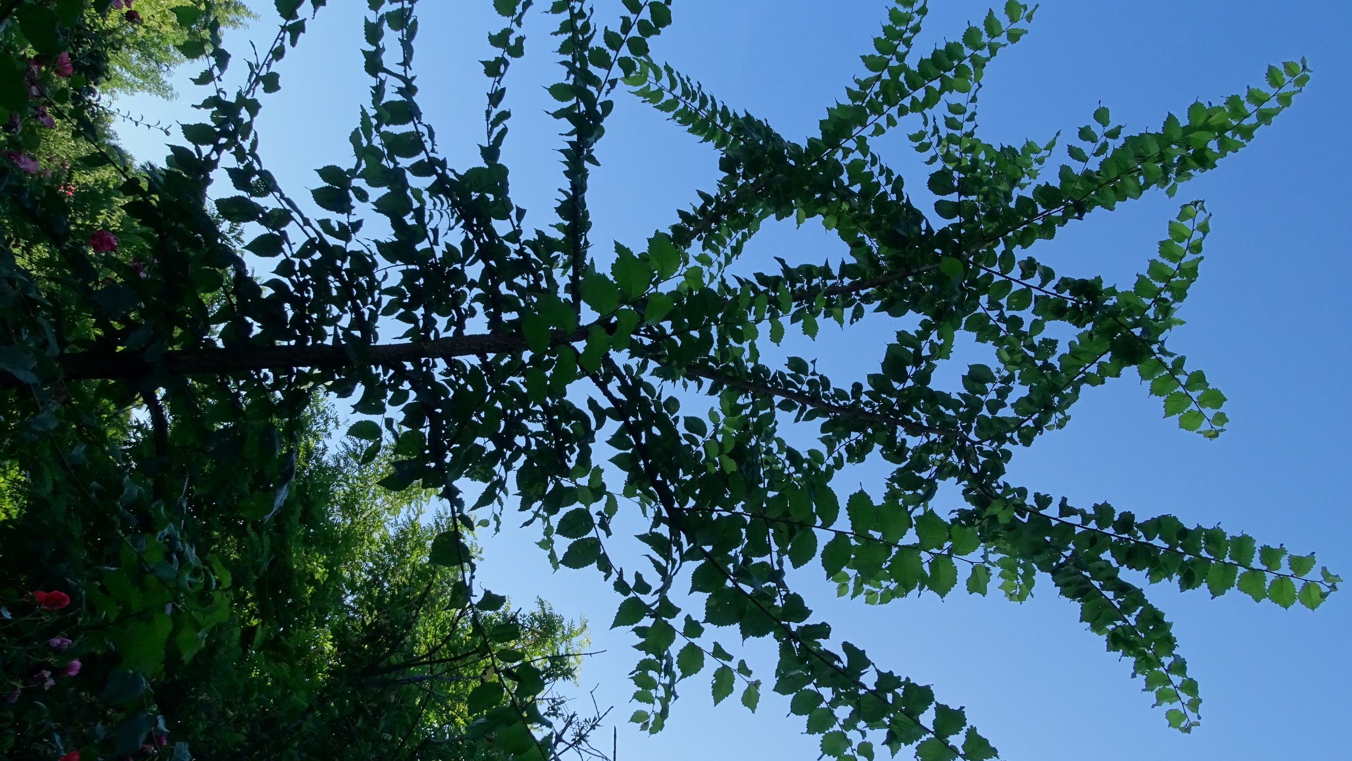 DSC07706 prell-SO ulmus sp..JPG