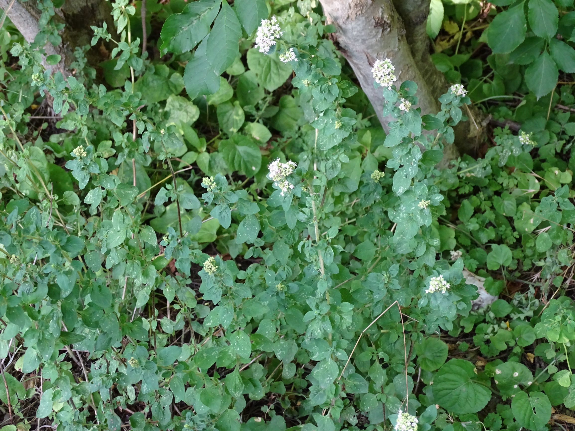 DSC07708 origanum vulgare, albino, prellenkirchen-SO.JPG