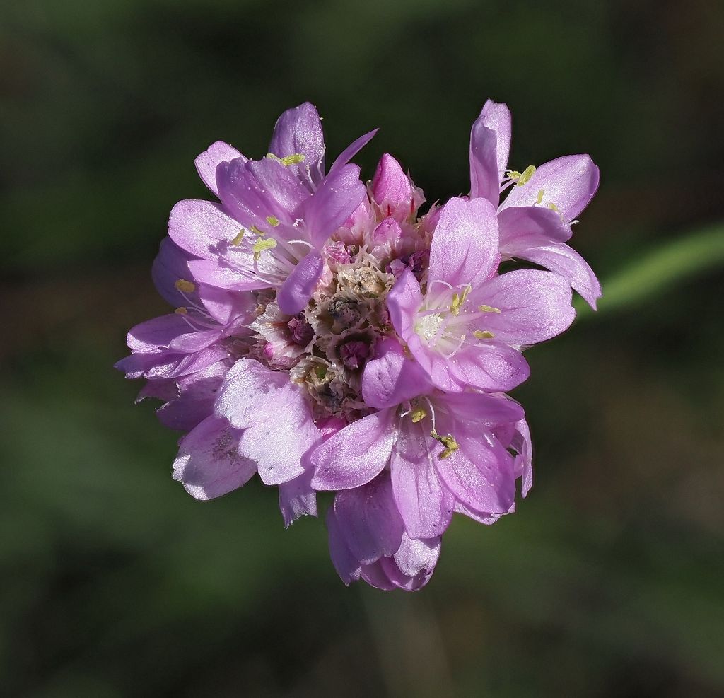 1 Armeria maritima.JPG