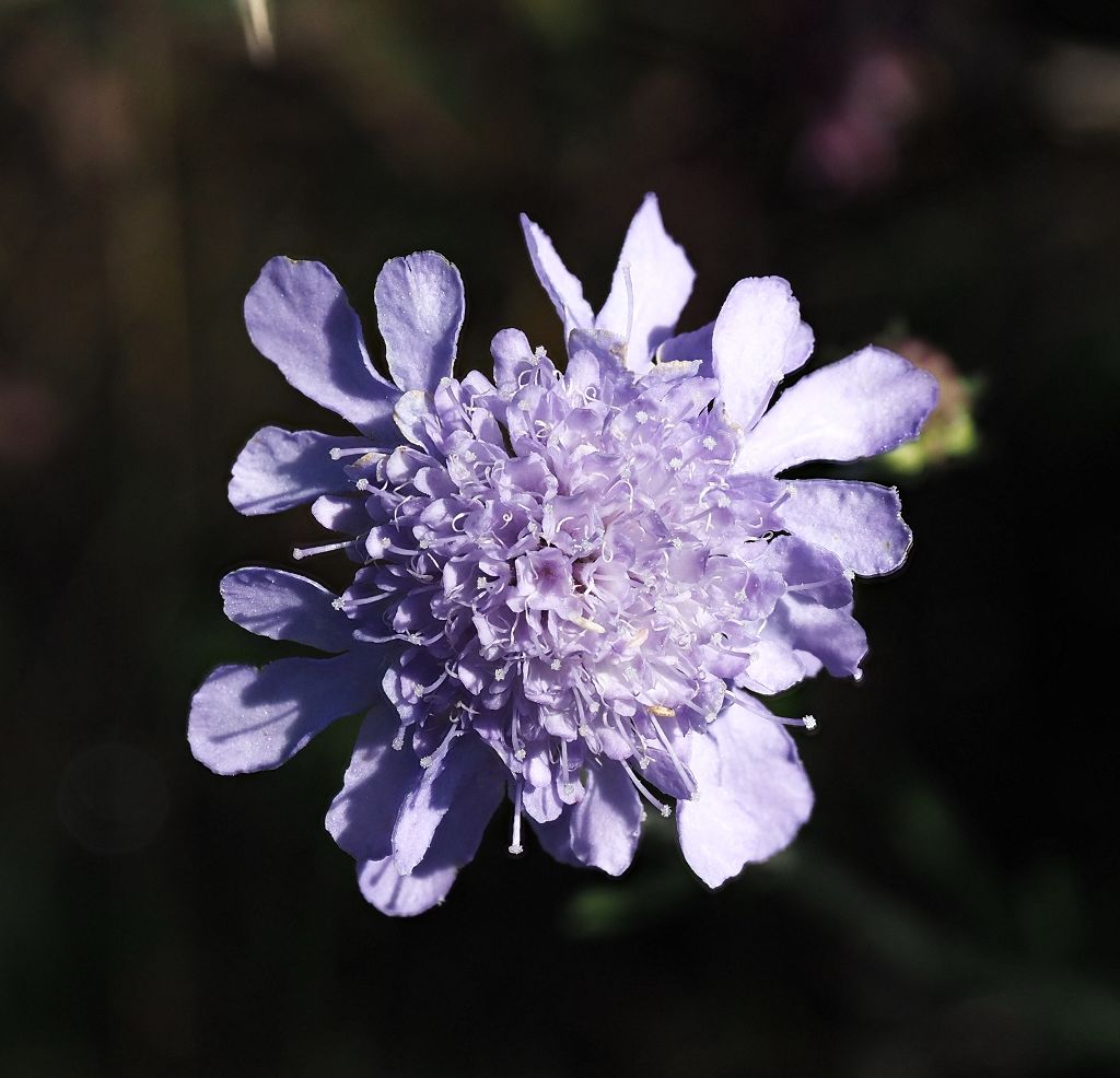 2 k-Scabiosa trianda 1.JPG