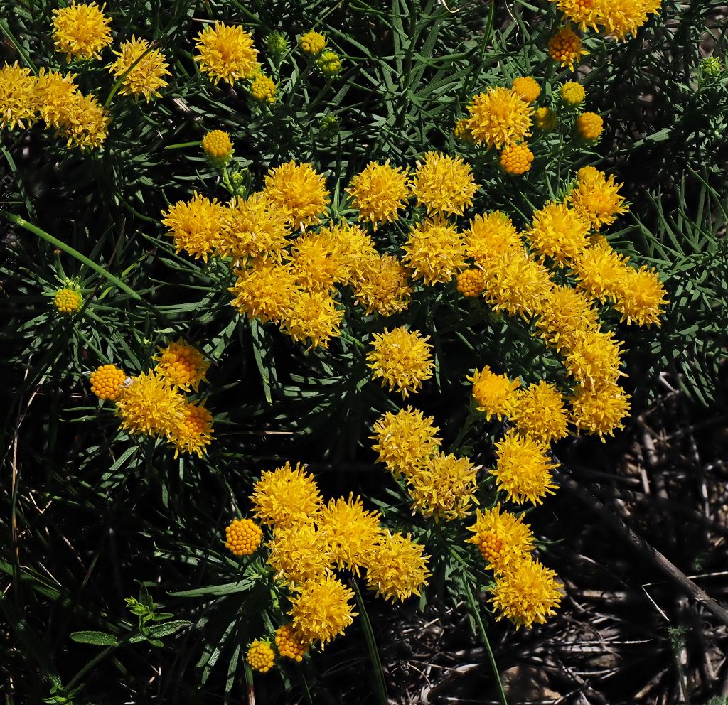 4-Aster linosyris.JPG