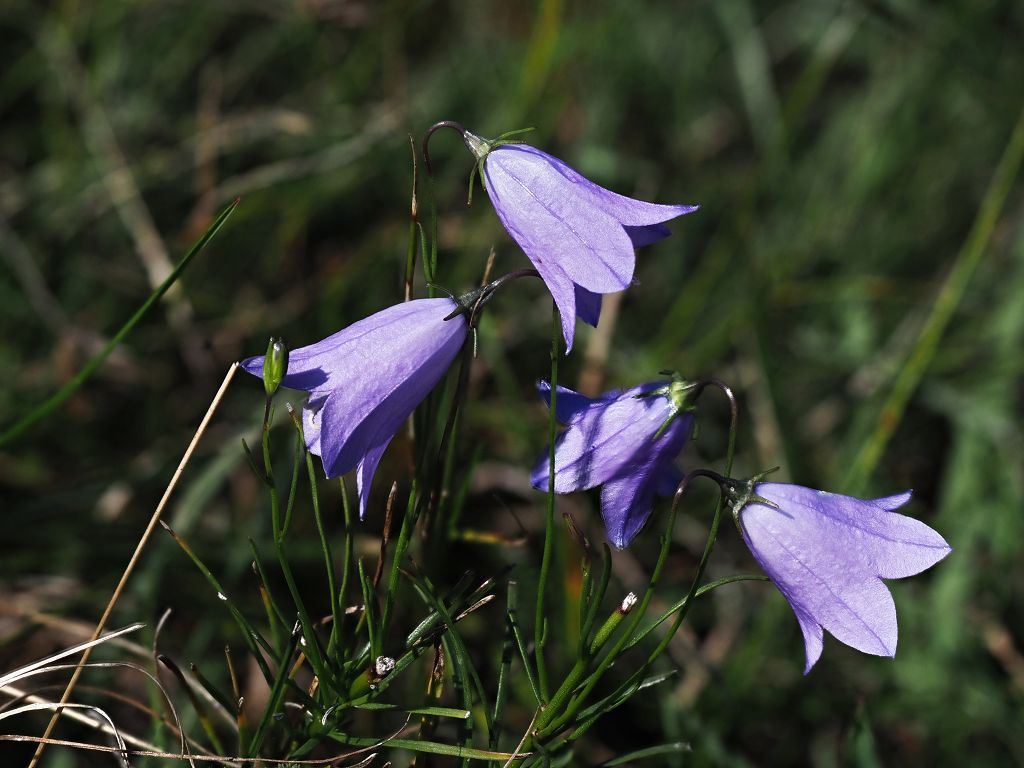 5k-Campanula moravica.JPG