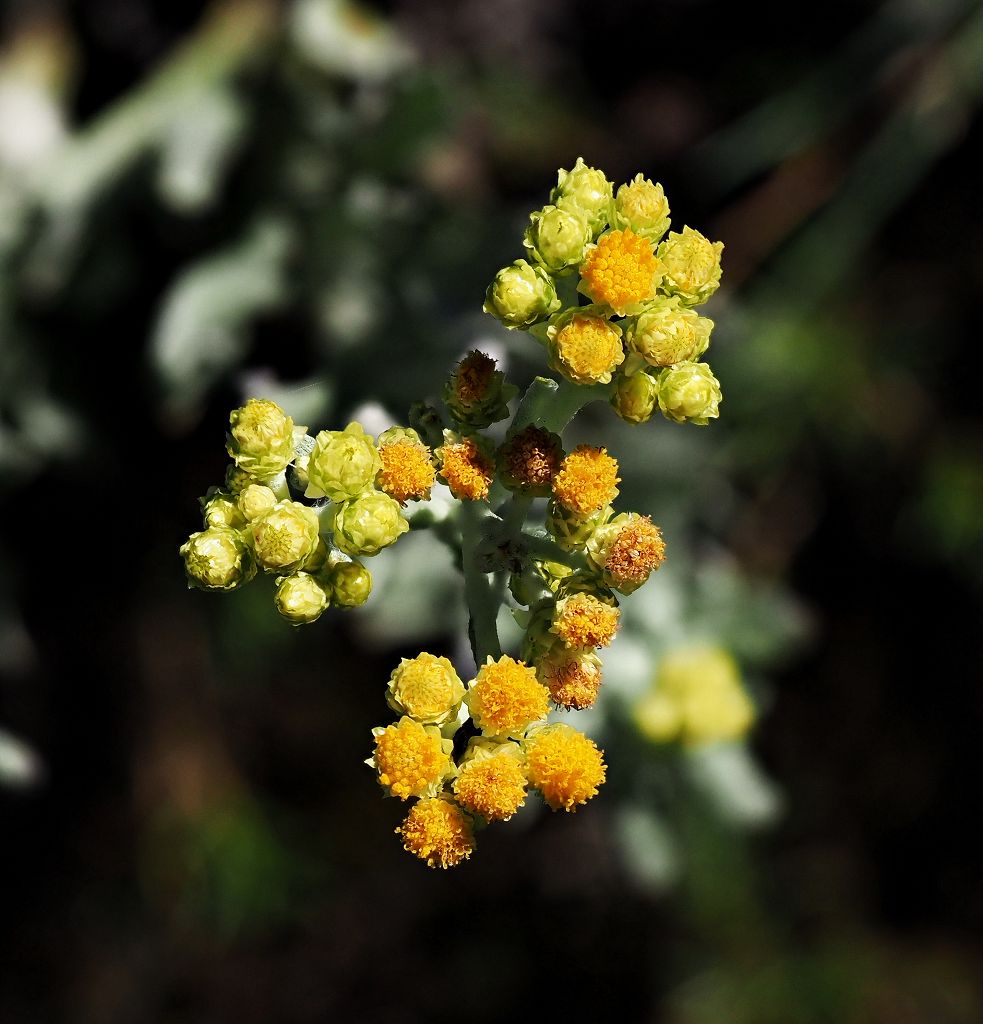 6 k-Helichrysum arenarium 3.JPG