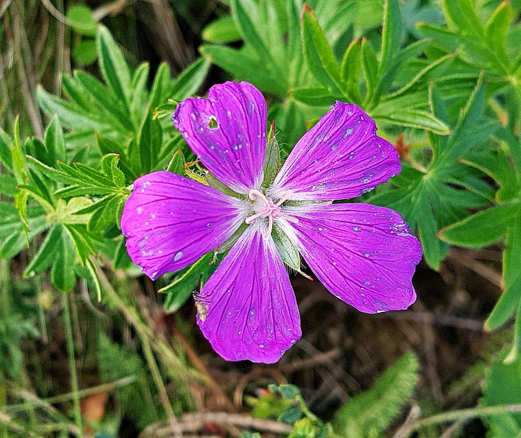 7 k-Geranium sanguineum.jpg