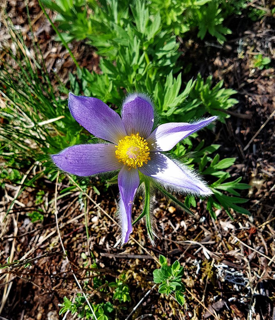 8 k-Pulsatilla vulgaris.jpg