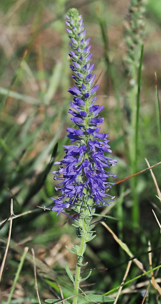 10 Veronica spicata 2.JPG