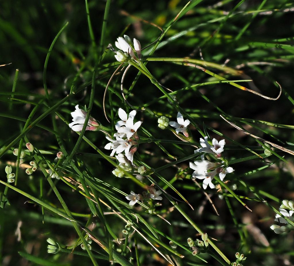 11 k-Asperula cynanchica.JPG