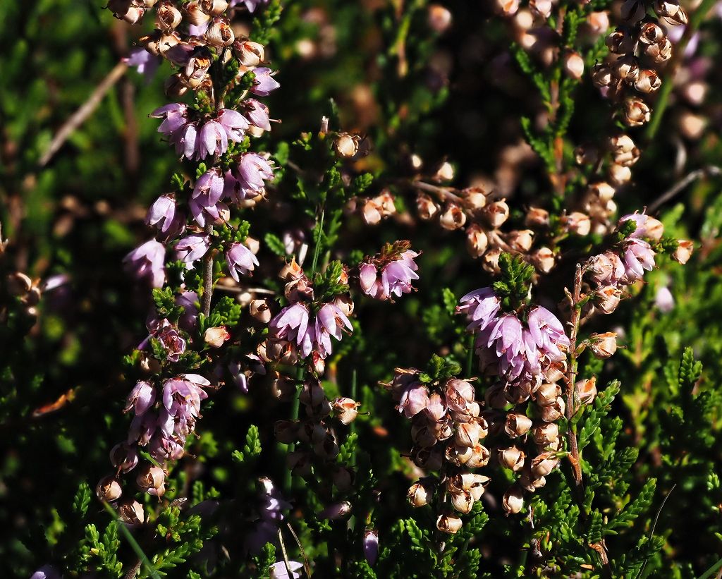 12 k-Calluna vulgaris.JPG