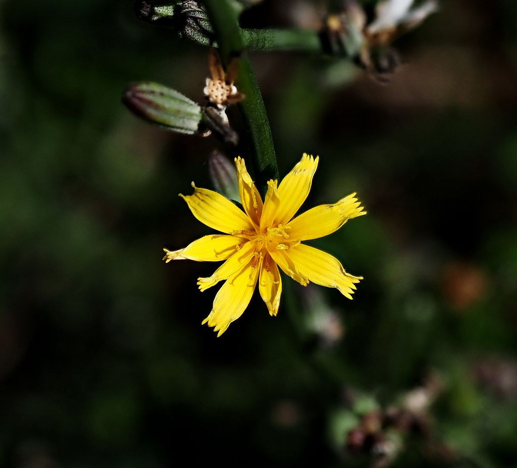 13 k-Chondrilla juncea.JPG