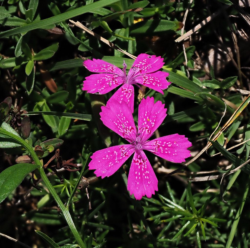 14 k-Dianthus armeria.JPG