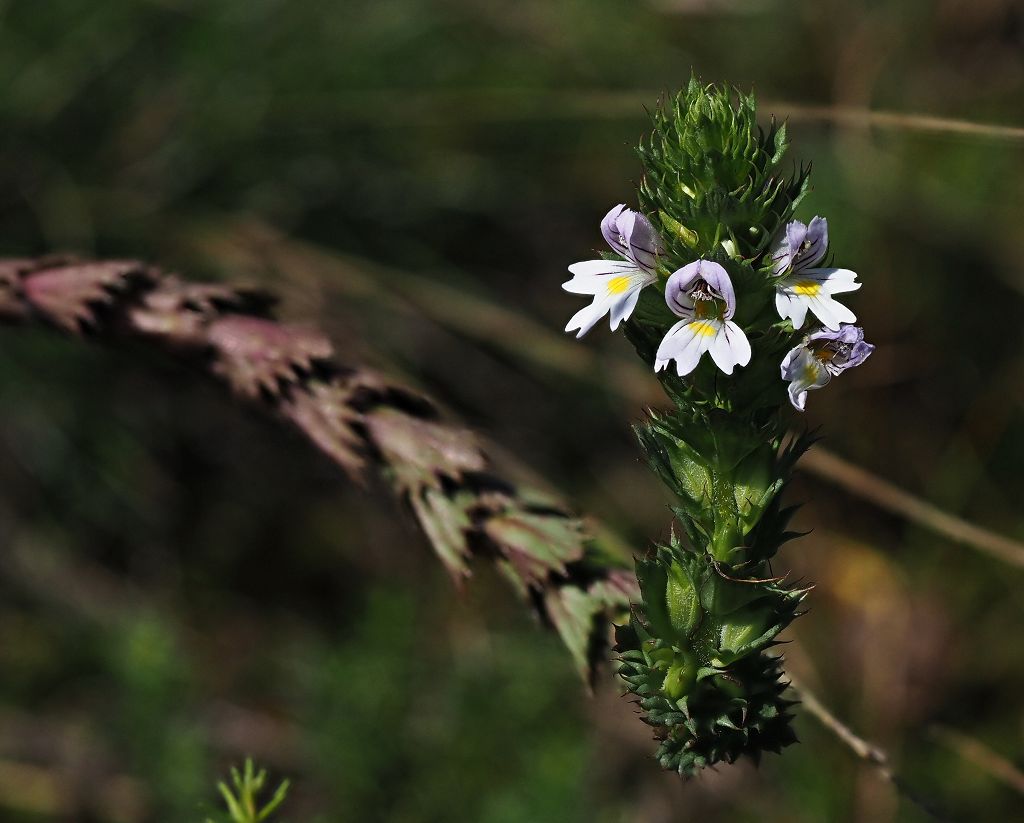 15 k-Euphrasia kerneri.JPG