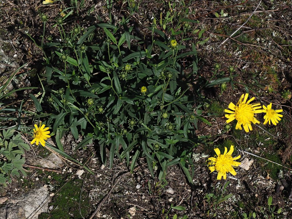 17 k-Asteraceae unbekannt.JPG