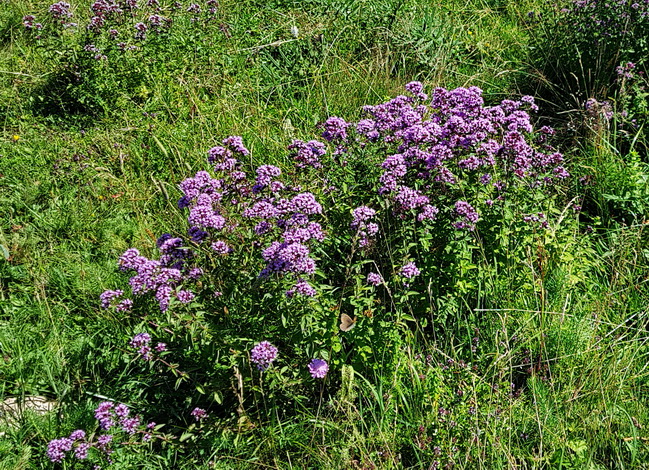 Origanum vulgare.jpg