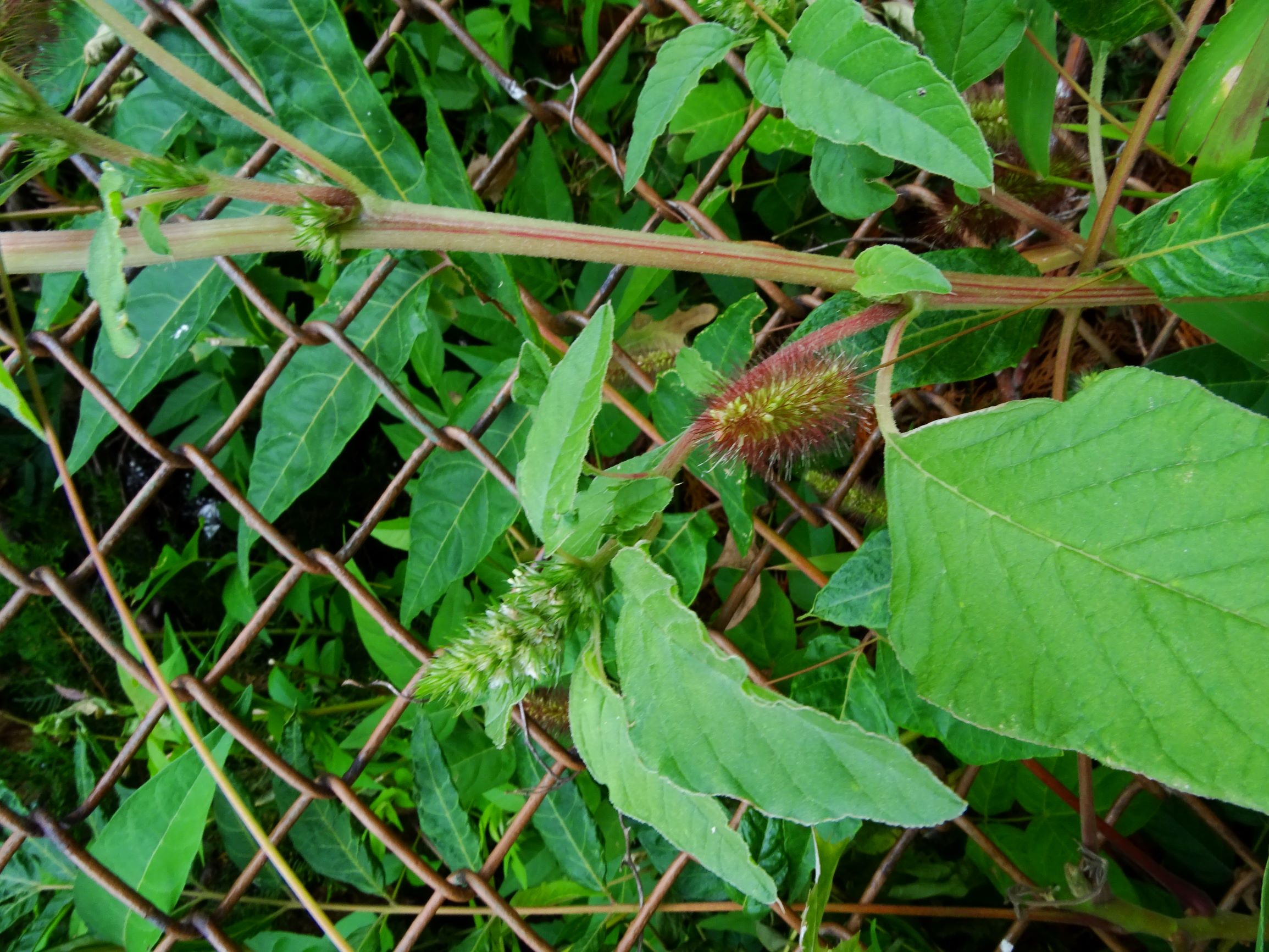 DSC02649 prell-NNW amaranthus.JPG